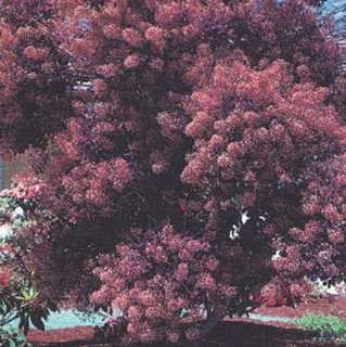 Smokebush 'Royal Purple'