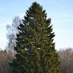 Norway Spruce - Large Caliper