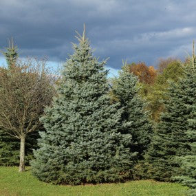 Spruce 'Baby Blue'- Large Caliper