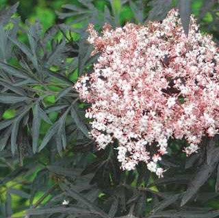 Sambucus 'Black Lace'