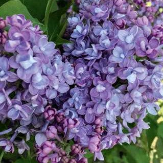 Lilac 'Double Blue' Scentara