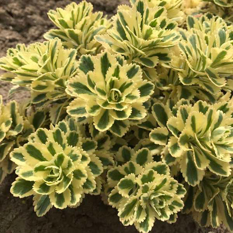 Sedum 'Atlantis'