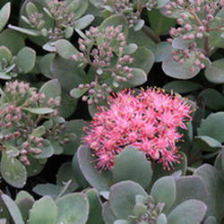 Sedum Sunsparkler ‘Dazzleberry’