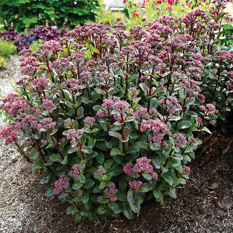 Sedum ‘Double Martini’