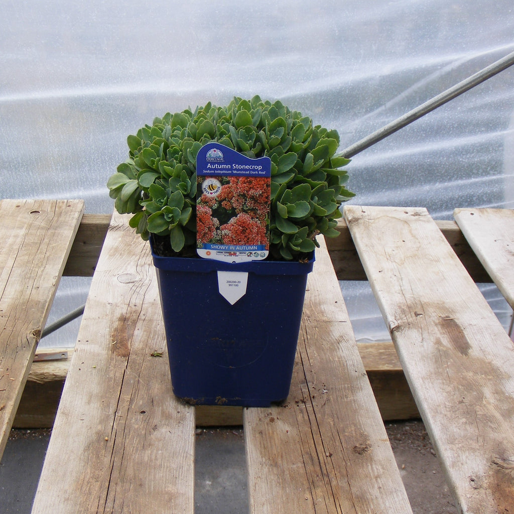 Sedum ‘Munstead Dark Red’ – Carp Garden Centre - West Ottawa