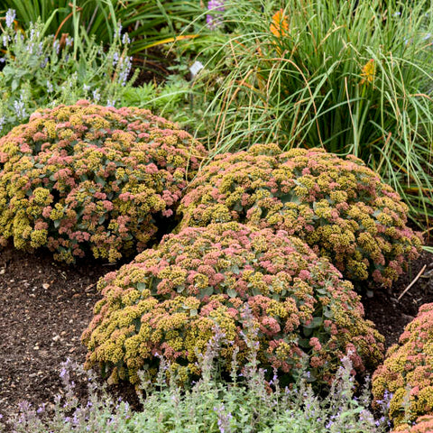 Sedum 'Coraljade'