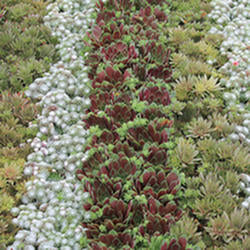 Sempervivum Medley