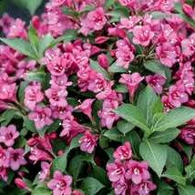 Weigela 'Snippet Dark Pink'