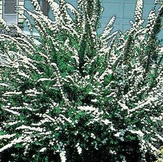 Spirea 'Snowmound'