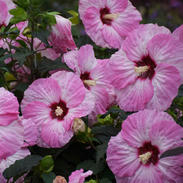 Hibiscus 'Spinderella'