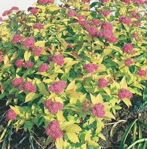 Spirea 'Goldflame'