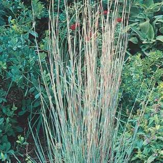 Little Bluestem 'Standing Ovation' – Carp Garden Centre