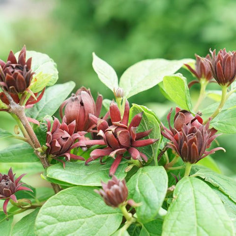 Sweetshrub 'Simply Scentsational'