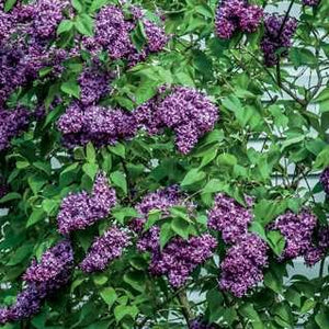 Lilac 'Burgundy Queen'