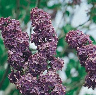 Lilac 'Ludwig Spaeth'