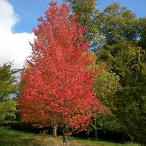 Red Maple 'Armstrong'