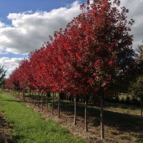 Red Maple 'Frank Jr' - Large Caliper