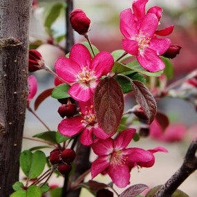Crabapple 'Robinson'