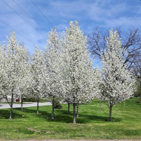 Crabapple 'Spring Snow'