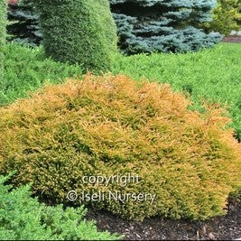 Arborvitae 'Golden Tuffet'