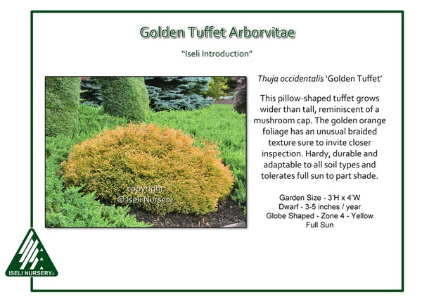 Arborvitae 'Golden Tuffet'