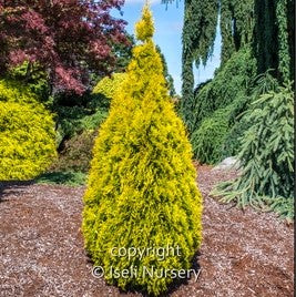 Amber Gold Arborvitae 'Jantar'