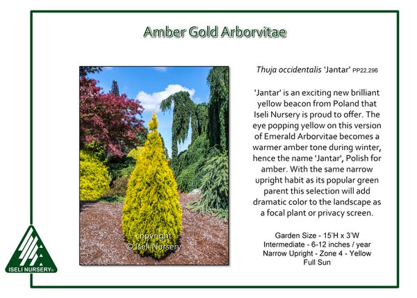 Amber Gold Arborvitae 'Jantar'