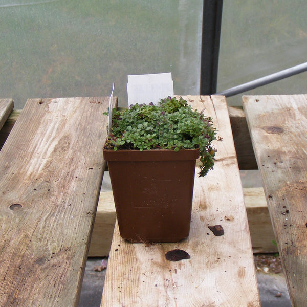 Creeping Thyme 'Coccineus Praecox'