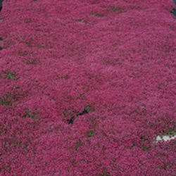 Creeping Thyme 'Coccineus Praecox'