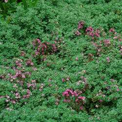 Creeping Thyme 'Elfin'