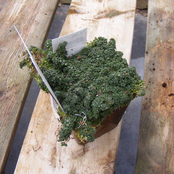 Creeping Thyme 'Elfin'
