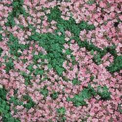 Creeping Thyme 'Purple Carpet'