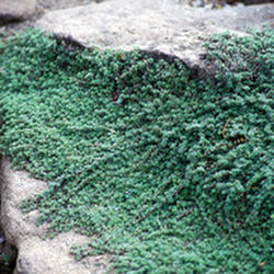 Creeping Thyme - Woolly