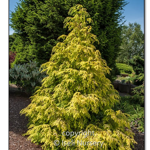 Canadian Hemlock 'Golden Splendor'