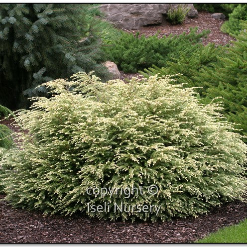 Canadian Hemlock 'Moon Frost'