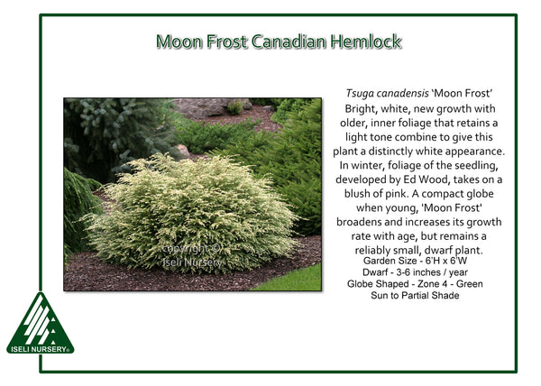 Canadian Hemlock 'Moon Frost'