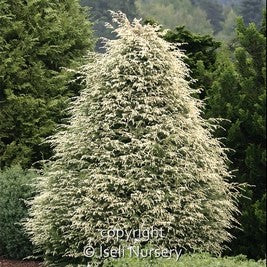 Canadian Hemlock 'Summer Snow'