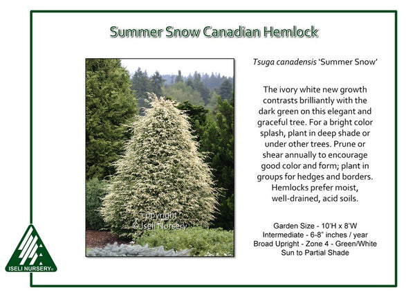 Canadian Hemlock 'Summer Snow'