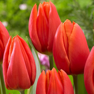 Tulip 'Orange Cassini'