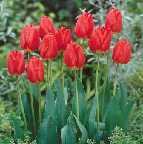 Tulip 'Oxford'