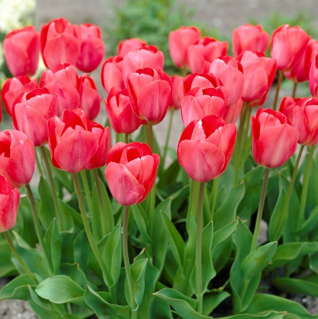 Tulip 'Van Eijk'