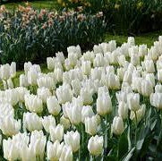 Tulip 'White Emperor'