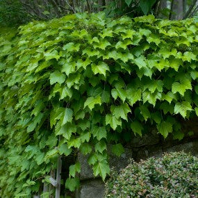 Boston Ivy