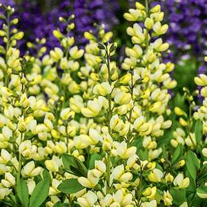 Baptisia 'Vanilla Cream'