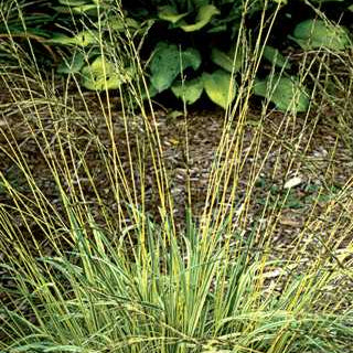 Variegated Moor Grass