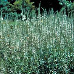 Veronicastrum album