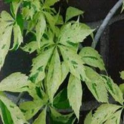Virginia Creeper 'Monham' 'Star Showers'