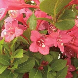 Weigela 'Sonic Bloom Pink'