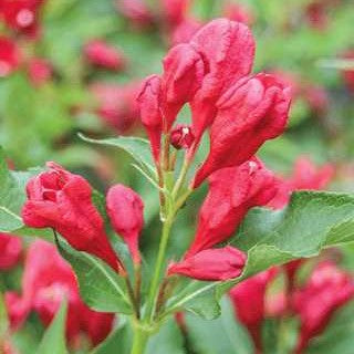 Weigela 'Sonic Bloom Red'