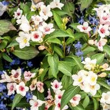 Weigela 'Sonic Bloom Pearl'